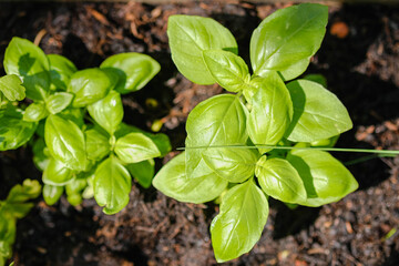 junge frische Basilikum Pflanzen mit saftig grünen Blättern in einer Draufsicht