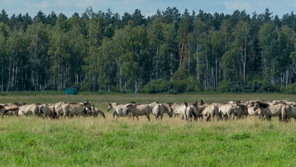 Tarpan horses in nature. Wild horses. Wildlife and nature background. Herd of wild horses Tarpan on the pasture.