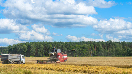 Combine harvester harvesting on the field. Harvesting wheat. Harvester machine working in field.