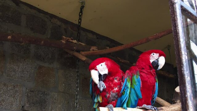 beautiful red macaws. Stock 4k footage. Close uo video
