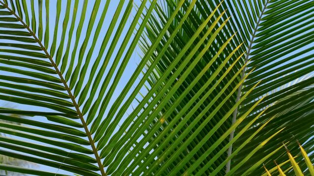green coconut leaf in the wind blowing on blue sky background, summer background concepts, slow motion