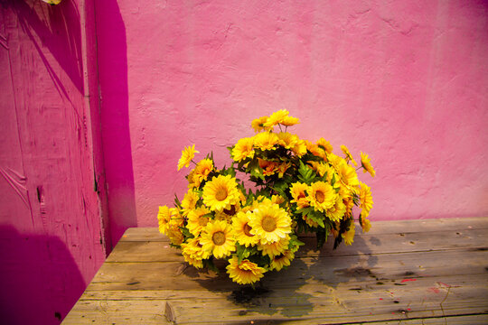 Sunflowers on a table against pink wall