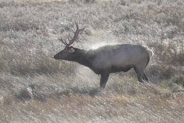 male elk shaking dust of its back at the rocky mountain national park
