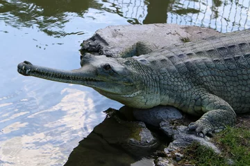 Zelfklevend Fotobehang A huge crocodile lies on the grass on the banks of the river. © shimon