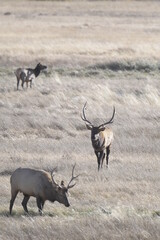 male elk with large antlers approaching another male elk on a field in winter in the Rocky Mountains National Park
