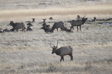 large herd of elk standing and grazing on a field behind a male elk walking away in winter in the Rocky Mountains National Park