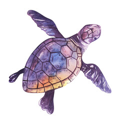 Fototapeta premium Watercolor purple turtle Hand painted nautical illustration