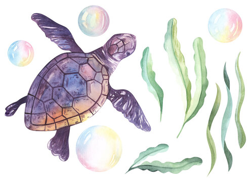 Watercolor composition with a turtle and seaweed on white background. Blue and turquoise colors. Sea animal hand painted illustration. Great for posters, mug decoration, scrapbooking