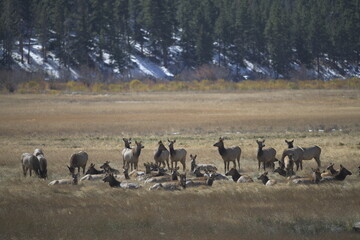 large herd of elk standing and grazing in front of a snowy mountain covered in trees in the Rocky Mountains National Park