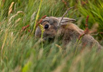 Young rabbit eating grass and plants
