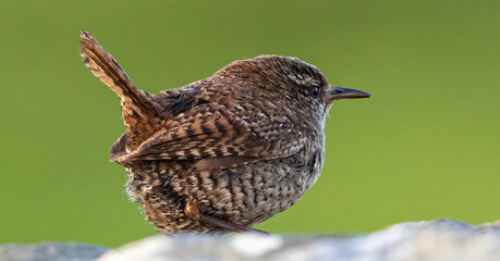 Shetland wren