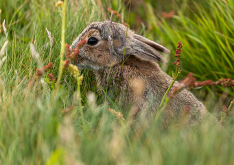 Naklejka na ściany i meble Young rabbit eating grass and plants