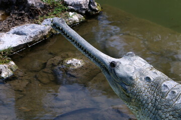 A huge crocodile lies on the grass on the banks of the river.