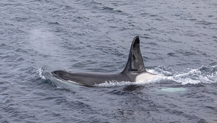 Naklejka premium Orca whale / Killer whale