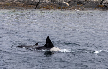 Obraz premium Orca whale / Killer whale
