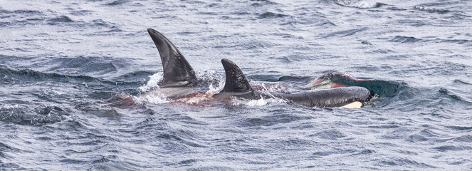 Fototapeta premium Orca whale / Killer whale