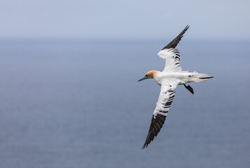 Northern Gannet