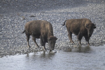 bison drinking from a river on a stony riverbed in Yellowstone National Park