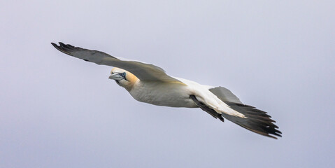 Northern Gannet