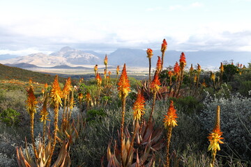 Aloe flowers in the setting sun with farmland in the background.