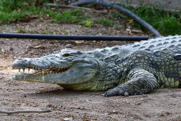 Fotobehang A huge crocodile lies on the grass on the banks of the river. © shimon