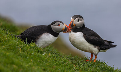 Atlantic puffin