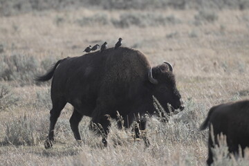 four starlings standing in a line on a bison's back in Yellowstone National Park