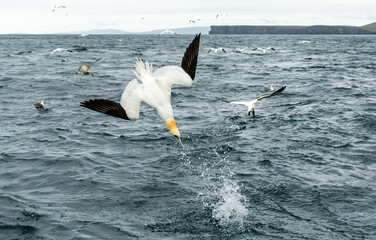 Northern gannet