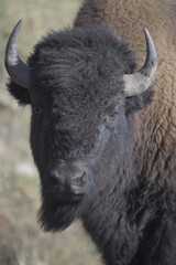 close up of a bison head in Yellowstone National Park © Peter