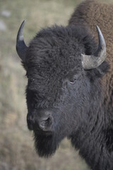 close up of a bison head in Yellowstone National Park