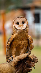 Buho cabeza de manzana