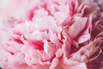 Closeup of pink peony flower, natural background. Selective focus