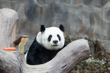 Fototapeta premium A portrait of sweet Panda in Thailand, Lin Hui