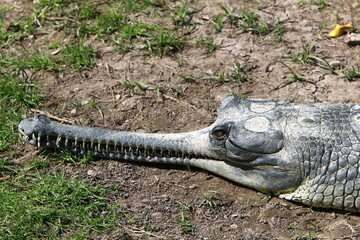 A huge crocodile lies on the grass on the banks of the river.