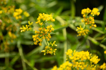 Flat Topped Goldenrod