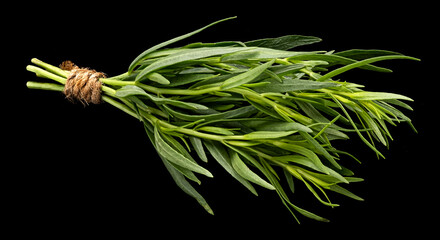 Tarragon bunch isolated on black background