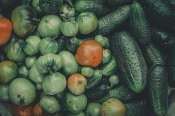 Harvest of fresh thorny cucumbers and green tomatoes from your personal garden. Healthy vegetables grown on their farm. Harvesting vegetables. Selective focus