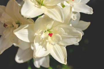 Obraz na płótnie Canvas Beautiful white lilly in the garden, Lily joop flowers, Lilium oriental joop. Floral, spring, summer background. Close up. Selective focus.