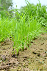 closeup the bunch green ripe paddy plant soil heap in row and growing in the farm soft focus natural green brown background.
