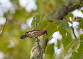 House Finch