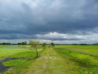 Fototapeta na wymiar The village path in the field and sky with clouds