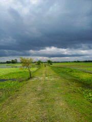 Fototapeta na wymiar The village path in the field