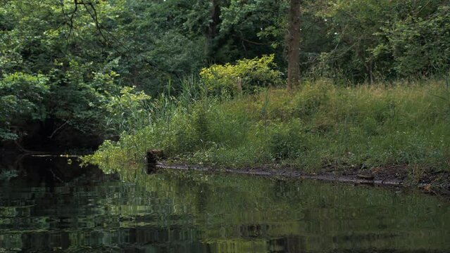 slowly riding on a boat deep into wild forrest dark peaceful spooky atmosphere walking through shallow water around the curve hitting fallen tree dead end dark dusk twilight creepy scary green grass