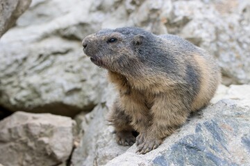 marmot in the mountains