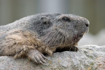 Naklejka na ściany i meble marmot in the mountain