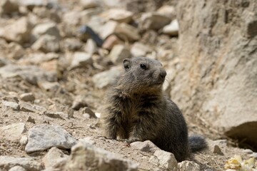 marmot in the mountain