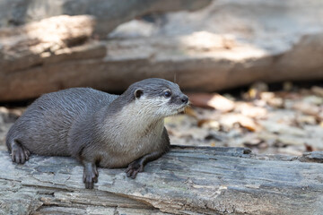 Close up Asian Small-Clawed Otter
