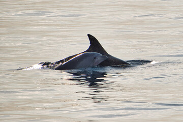 Delphin mit Jungtier