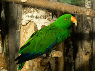 large green parrot with a yellow beak