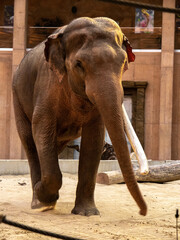 Fototapeta na wymiar cute Indian elephant with one tusk